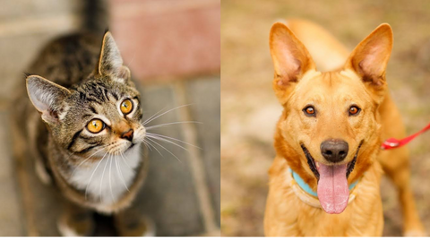 Galeria pod psem i kotem (Odc.220)