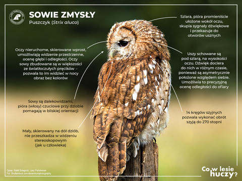 Demoniczny, krwiożerczy czy puchaty mruczek? (Opowieści z lasu, odc. 308)