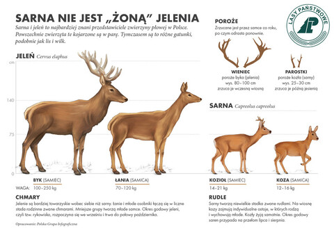Po porożu je rozpoznacie (Opowieści z lasu, odc.96)