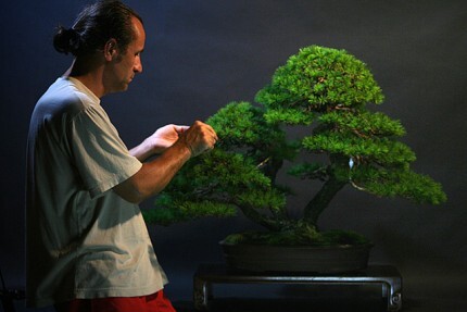 Warsztaty z mistrzem bonsai