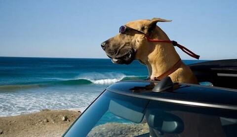 Marmaduke. Pies na fali