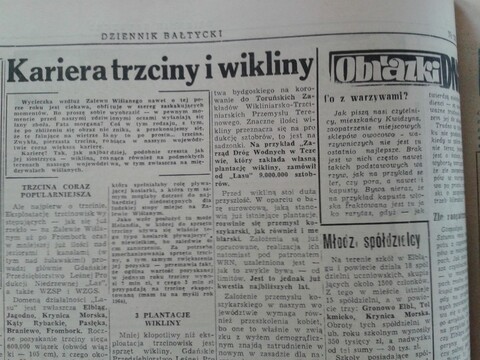 Kariera trzciny i wikliny