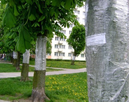 Kasztany pod ochronną folią