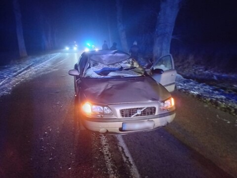 Wypadek w Hucie Żuławskiej. Auto zderzyło się z łosiem