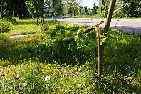 Komu przeszkadzały drzewka? (po sygnale czytelnika)