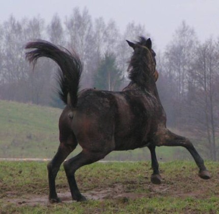 Koń by się uśmiał