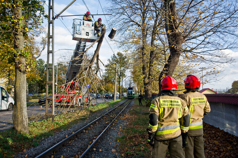 Konar spadł na trakcję. Tramwaje nie jeździły