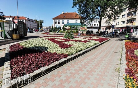 Konkurs na najpiękniej ukwiecone miasto. Zagłosuj na Elbląg!