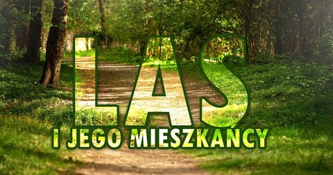 „Las i jego mieszkańcy”: warsztaty literacko-sensoryczne dla dzieci