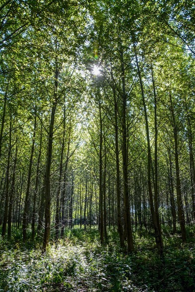 Leśne plantacje (Opowieści z lasu, odc. 205) 