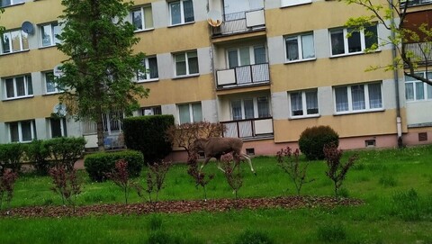 Łoś na Żeglarskiej (aktualizacja) 