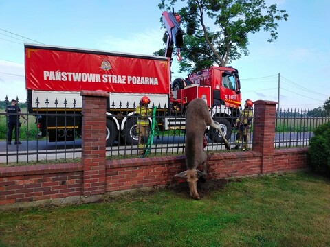 Łoś zginął na ogrodzeniu