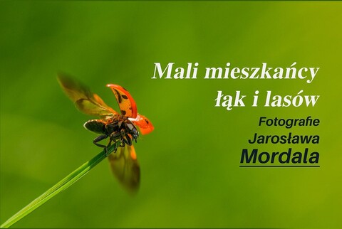 Mali mieszkańcy łąk i lasów w obiektywie Jarosława Mordala