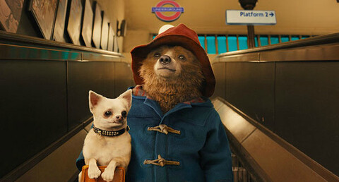 Paddington w Multikinie