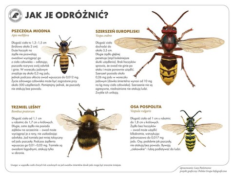 Nie taki szerszeń straszny (Opowieści z lasu, odc.75)