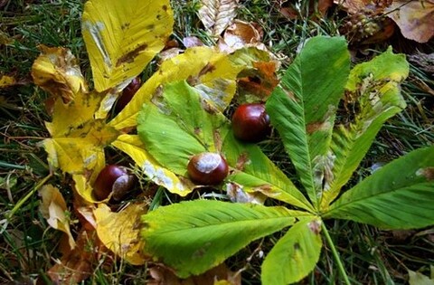 Ochrońmy kasztanowce