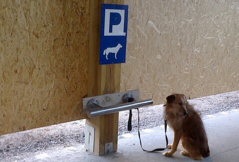 Parking dla psów