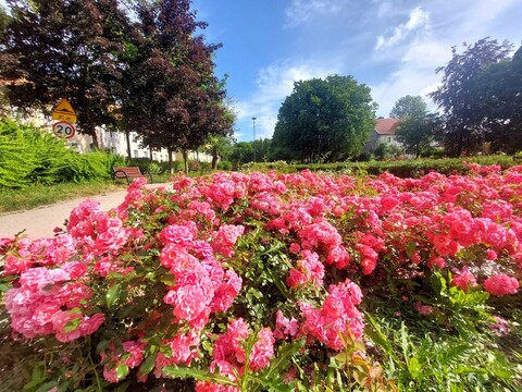 Piknik z książką