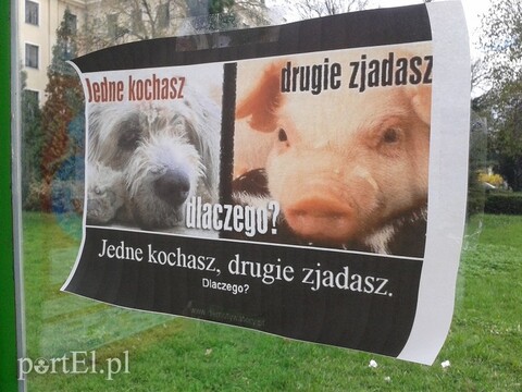 Plakatowa akcja miłośnika zwierząt