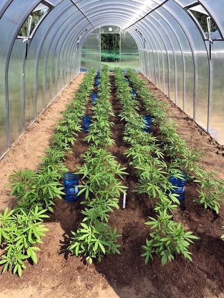 Plantator konopi z Pasłęka zatrzymany