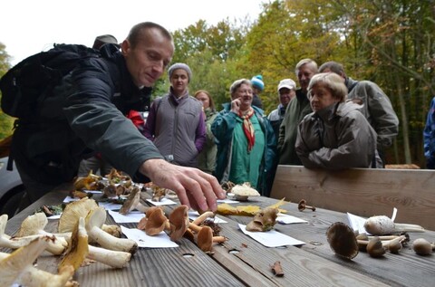 Podsumowanie grzybobrania