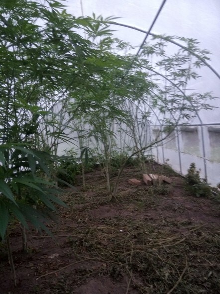 Odurzony plantator opiekował się dzieckiem