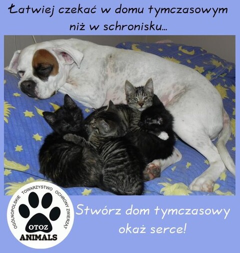 Pomóż zwierzakom