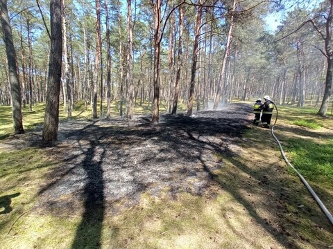 Pożar na terenie elbląskiego nadleśnictwa