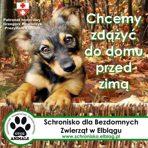 Razem dla schroniska!