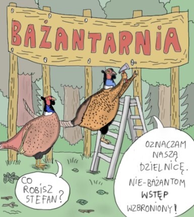 Bażanty