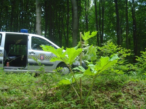 Straż Miejska apeluje o ostrożność: coraz więcej barszczu Sosnowskiego