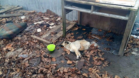 Śledczy wyjaśniają sprawę zagłodzenia psa