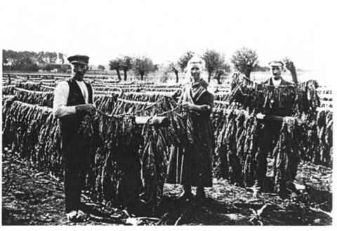 Historia okolic Elbląga: Od Kaniczek do Karpin (odc. 141) 