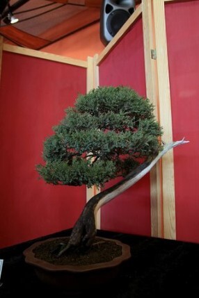 Sztuka bonsai