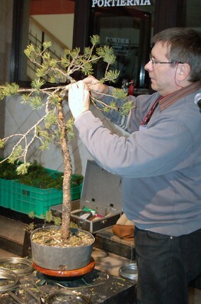 Sztuka tworzenia drzewek Bonsai