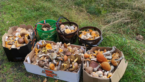 Klimat i grzybiarzy czekają zmiany. Koniec z kurkami i podgrzybkami!