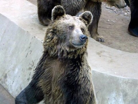 ZOO zostaje w Braniewie