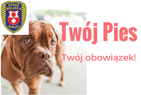 Twój pies - twój obowiązek