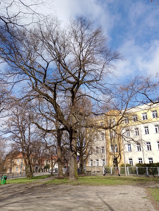 U zbiegu ulic Browarnej i Robotniczej powstanie park kieszonkowy
