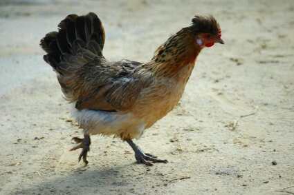 Uchrońmy się przed ptasią grypą
