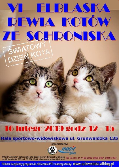 VI Rewia Kotów już w sobotę