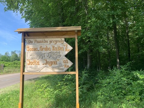 W poszukiwaniu wielkiej sosny (Na spacer z portElem, odc. 7) 