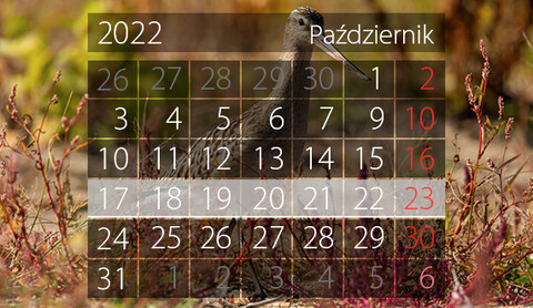 W tym tygodniu portEl poleca: Kult i Wielki Test Wiedzy o Elblągu