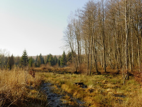 Może być gorąco (Opowieści z lasu, odc.4)