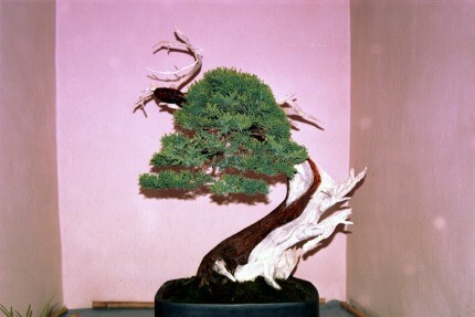 Weekend z bonsai