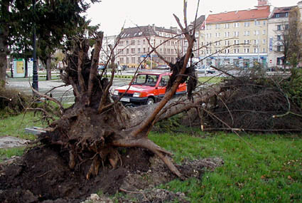 Wieje