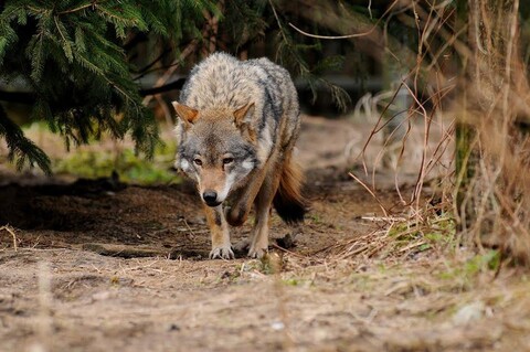 Wilk nie jest wrogiem człowieka (Opowieści z lasu, odc. 29)