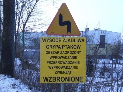 Wojewoda o ptasiej grypie