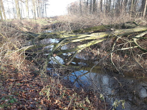 Wycięte drzewa blokują rzekę (aktualizacja) 