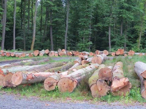 „Wycięli drzewa z dziuplami i gniazdami (wracamy do tematu) 